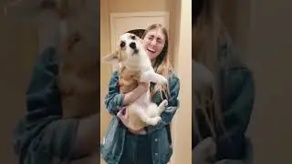 12 Days of Awoomas Day 6 | Willo the Corgis Weirdest Awoos