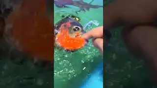 Oscarfish bit my finger #fishlover #aquarium #tiktok #oscarfish #oscars #fish #day #redtail #day18