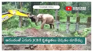 🙏 Baby elephants express gratitude to a bulldozer following their rescue!