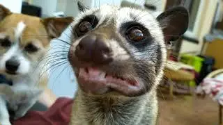 Asian Palm Civet ASMR
