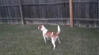 Beagle baying
