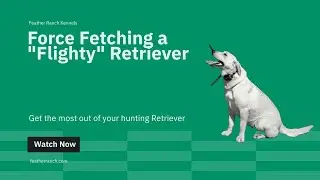 Force Fetching a flighty yellow lab part1