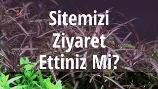 Akvared Akvaryum Bitkileri - Hygrophila lancea