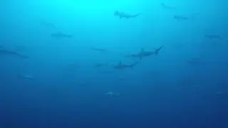 Hammerhead Sharks on Protea Banks South Africa