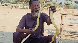 The Secret Life of Snakes: Amazing Facts You Never Knew