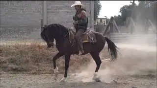 CABALLO EL NEVADO