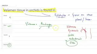 Velamen tissue in orchids is found in