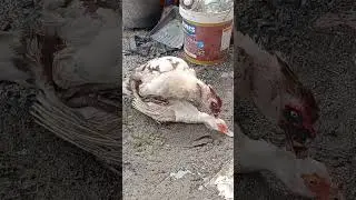 DUCK MATING.#shorts #shortvideo  #mating.#ducks
