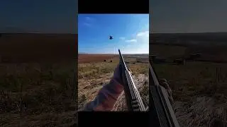 Epic shot Охота на фазана #hunting #pheasant #birds