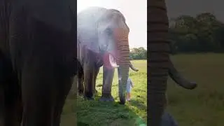 Brave Little Explorers: Children Playfully Roaming Around a Gentle Elephant    #KidsAndAnimals