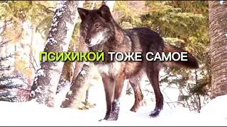 Чтобы обрести ментальную стойкость, нужно сознательно идти навстречу тому, что вызывает дискомфорт 