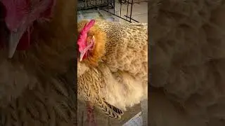 pet chicken 🐔