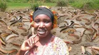 CLEANING RURAL VILLAGE RIVER TURNS IN TO A MUD FISH,FISHING EXPEDITION||AFRICAN VILLAGE LIFESTYLE.