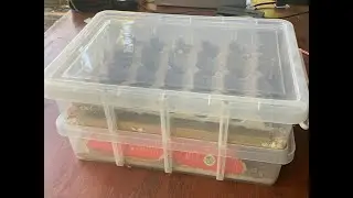 Home made Meal Worm breeding box