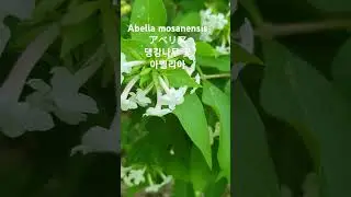 Abelia mosanensis/アベリア/댕강나무 꽃/아벨리아/ツクバネウツギ/衝羽根空木  꽃말: 