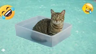 You Laugh You Lose 🥳 Funniest Cats and Dogs 2026 🐾💘 Part 12