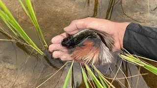 How To Finding Betta Fish In Lake By Skill