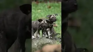 Happy African Painted Dogs!
