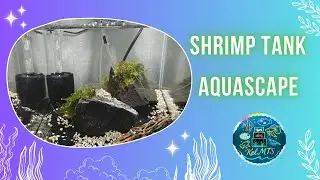 Shrimp Tank Rescape!