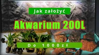 Jak założyć naturalne akwarium 200L do 1000zł? Poradnik krok po kroku.
