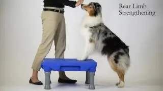 Canine Conditioning with the KLIMB Blue 9 Pet Products - Sport en Spel voor Dieren