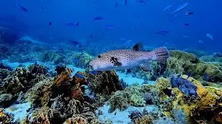 Red Sea Diving & Cruises 2025