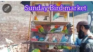 Lahore Sunday Bird Market Shalimar Bagh! shami pigeon corner!