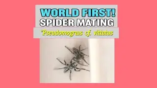 🕷️ New Spider Discovery: First Mating Record of Pseudomogrus cf. vittatus in Pakistan 🌍🔥