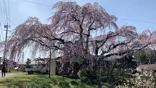 Under weeping cherry tree with frog in japan