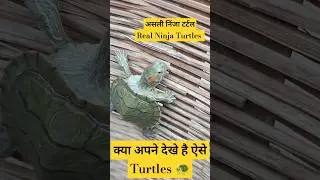 Ninja turtle skills|| #shorts #trending #fish #aquarium #amazing #ninja #ninja turtle