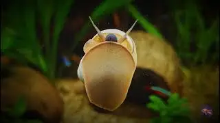 Wizard snail/Филопалудина мартензи
