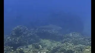 Bullshark at Round Island