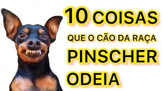 10 COISAS QUE O C&Atilde;O DA RA&Ccedil;A PINSCHER ODEIA | PINSCHER FILHOTES