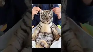 #shorts #shortsvideo #animals #animalrescue #animalshorts #cute #healing #cuteanimals #animalsvideo