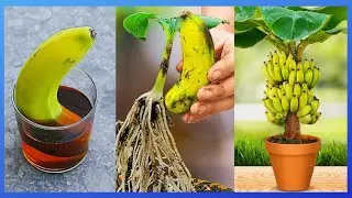 How to Make Banana Bonsai From Banana 🍌🍌🍌 New gardening method