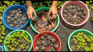 Women Catching Huge Crabs by Hand in Mangrove Swamps