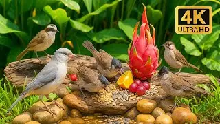 ⭐ Super Colorful Birds Eating Fruits in Bright Nature 🐦 Ultra Relaxing 4K TV for Dogs & Cats