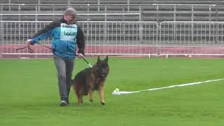 BSZS 2017 Henko vom Holtkamper Hof