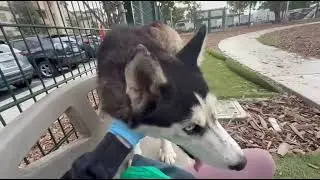 Zoya #A1394522 at San Jose Animal Care Center