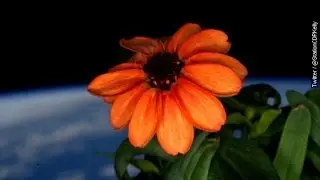Flowers Can Bloom In Outer Space, Too - Newsy