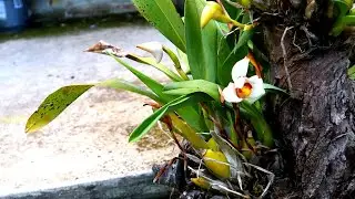 Cultivo de ORQUIDEAS en TRONCOS Consejos Esenciales