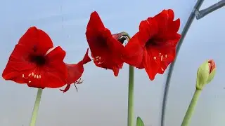My Amaryllis In Full Bloom (2020)