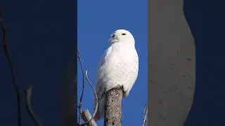 Snowy owl