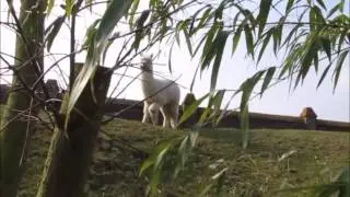 bamby
