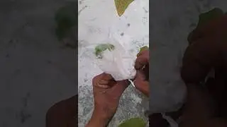 Result Tomato grafting on eggplant... #grafting #gardningtips