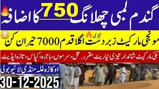 Today Wheat price in punjab//گندم کا ریٹ 2025/munji makki till sarso/Galla mandi rate today