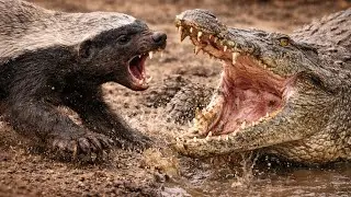 Honey Badger vs Crocodile | Fearless Predator Takes on a Giant #honeybadgervscrocodile #honeybadger