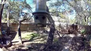 Feeder finch activity