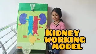 kidney working model  #exhibition #exhibitionmodel #scienceexhibition #easytomake #scienceproject #