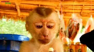 Pity orphan baby monkey Axel get dirty face, Look tiny monkey so sad